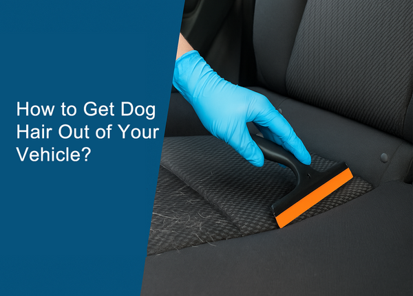How to Get Dog Hair Out of Your Vehicle?