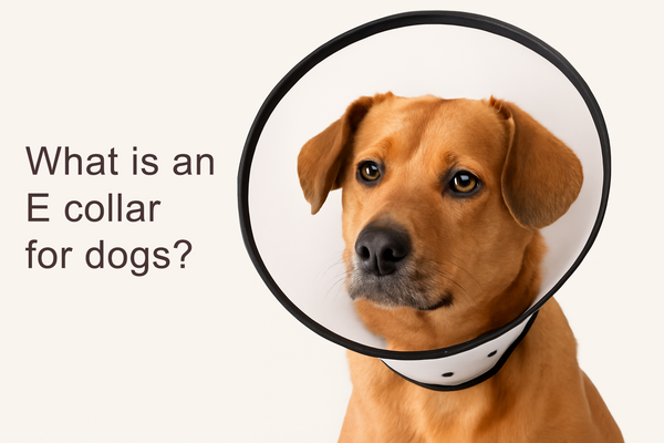 What is an e collar for dogs?