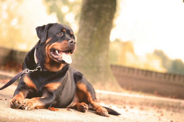 Why is my dog panting so much?