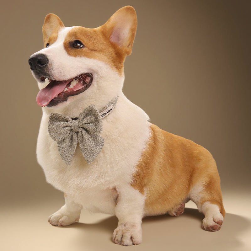 Corgi wearing a taupe chunky knitted collar with bow tie on a beige background