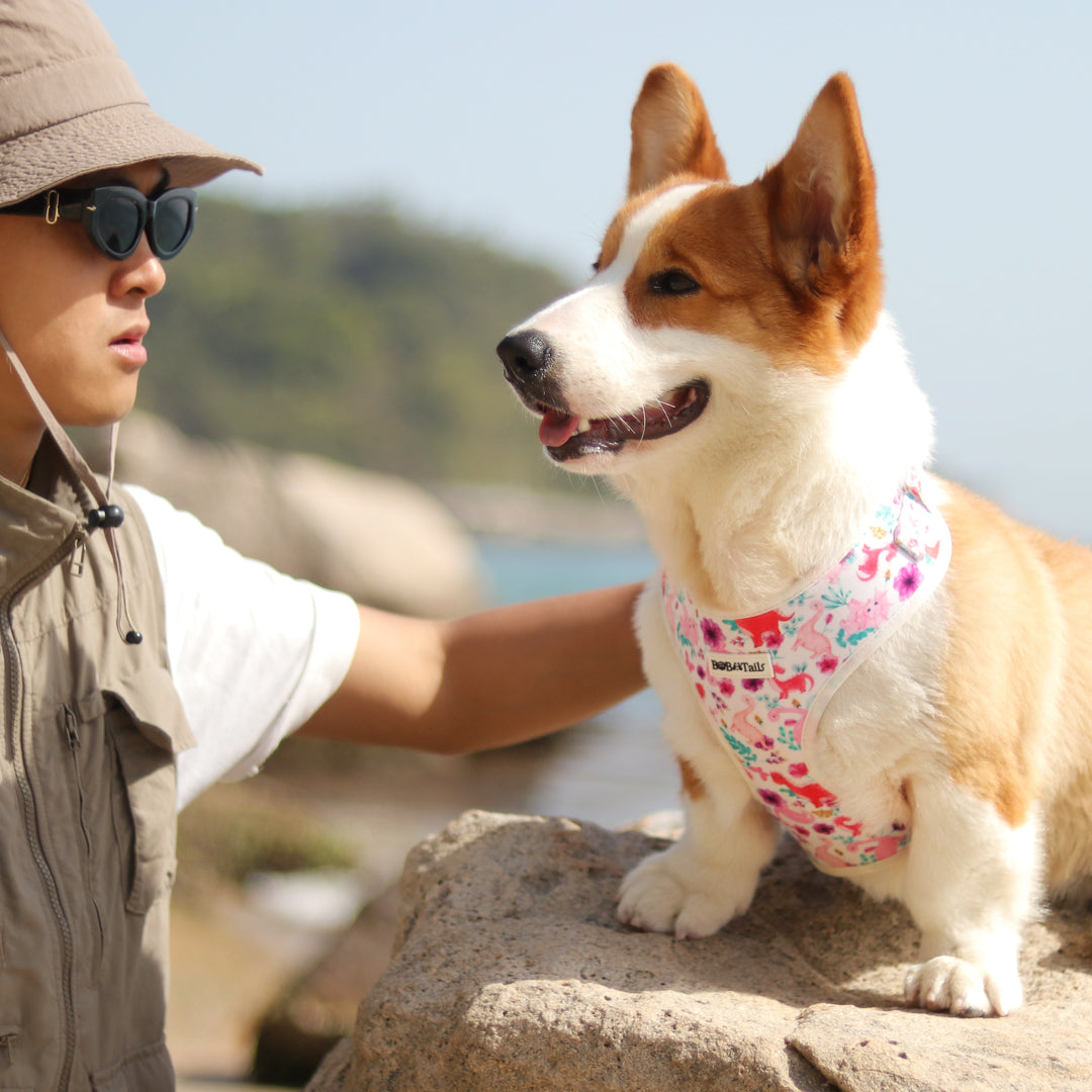 Dinosaur Printed dog jacket with harness matching dog and owner accessories designed as one coordinated system
