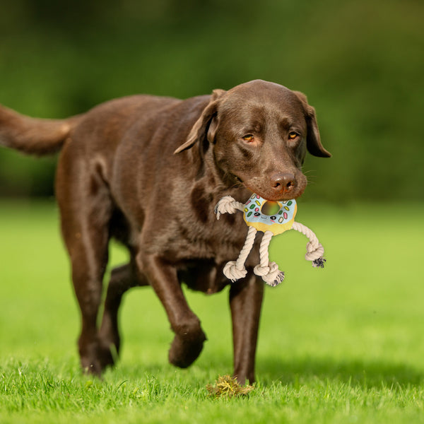 Donut Shaped Interactive Dog Toy