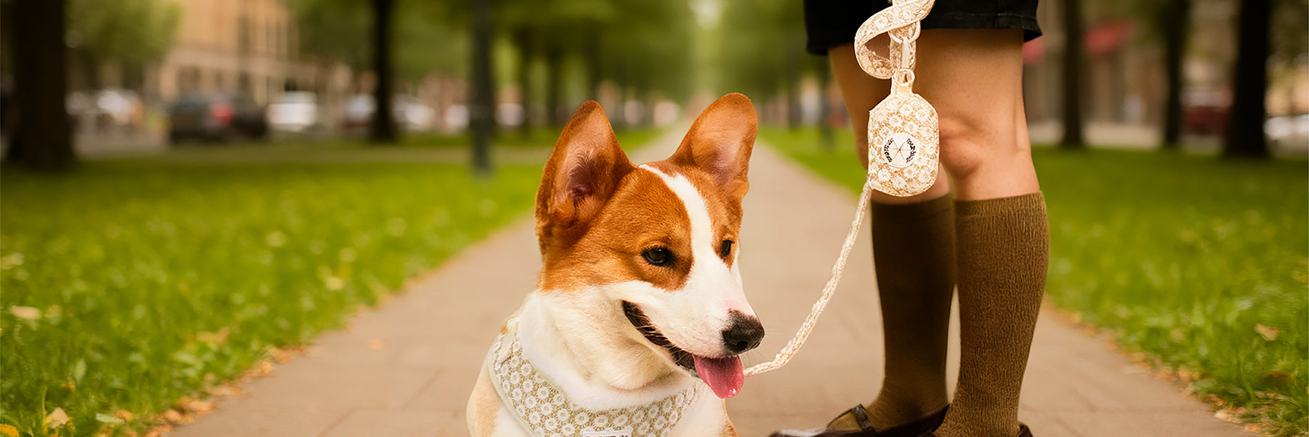 Dog on a leash with a person walking in a park