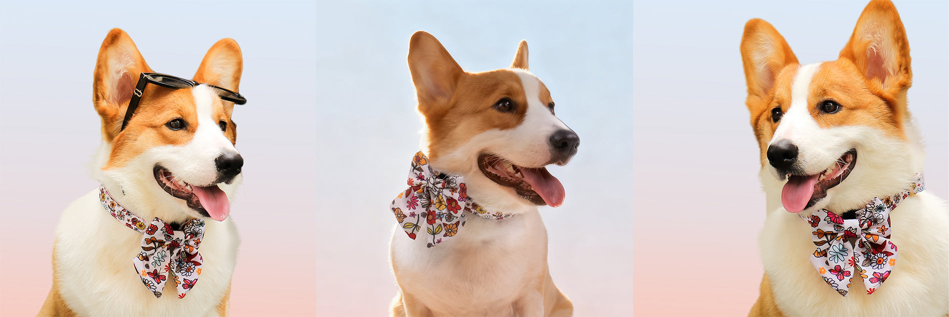 flower printed dog bowties corgis wearing decorative collars on a gradient background