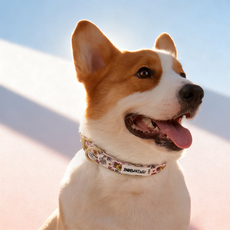 Flower Print pretty dog collars matching harness and owner accessories for daily dog walks