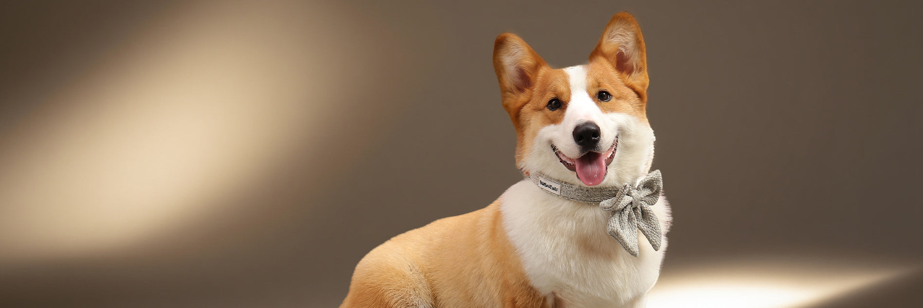 Dog wearing a bow tie on a gradient background