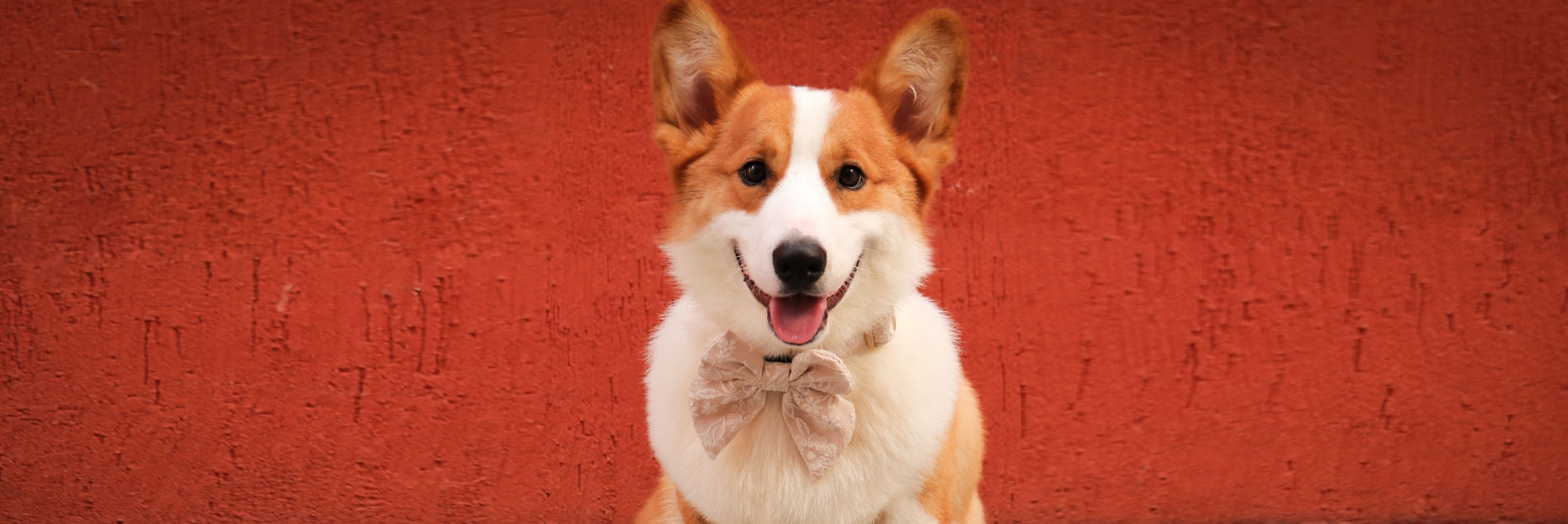 morning glory biscuit dog bow ties matching the harness and owner accessories for daily dog walks