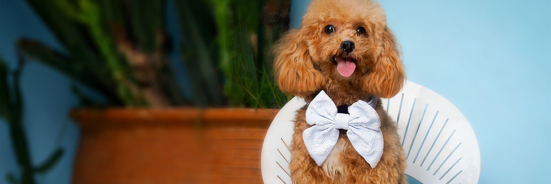 morning glory dog bow ties matching the leopard harness and owner accessories for daily dog walks