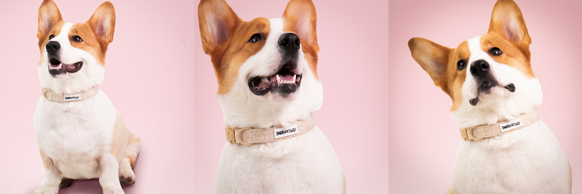 morning glory biscuit dog collars for little dogs matching the harness and owner accessories in a coordinated set