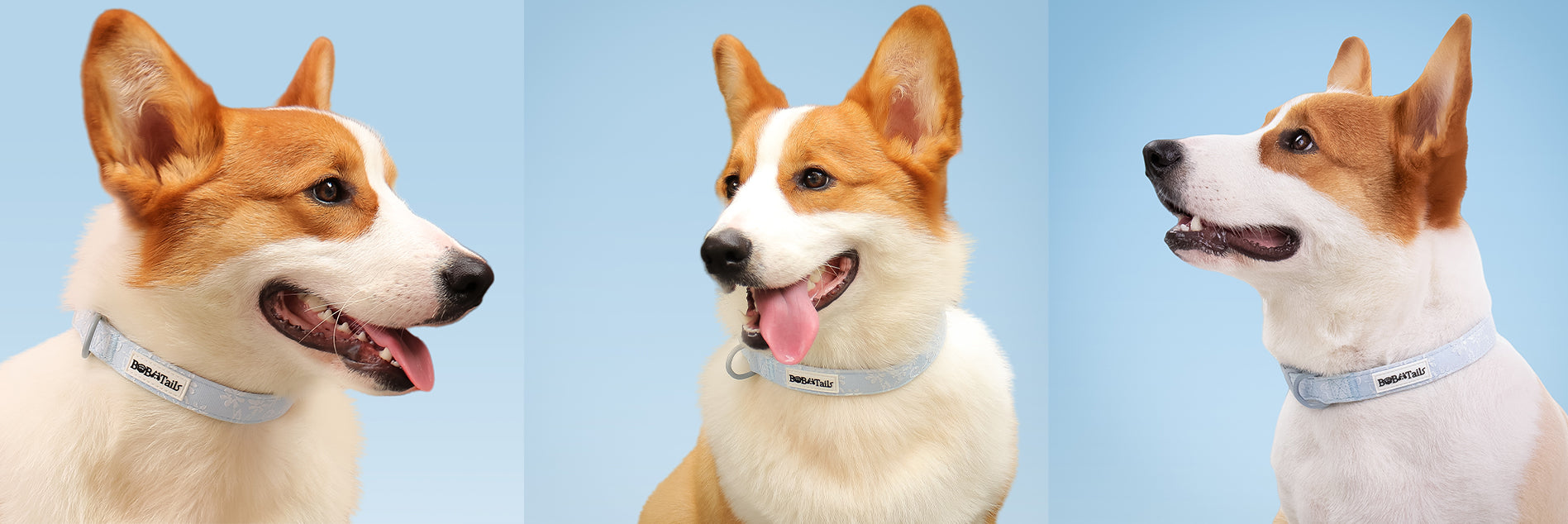morning glory blue dog collar designed to match the harness and owner accessories in a coordinated system