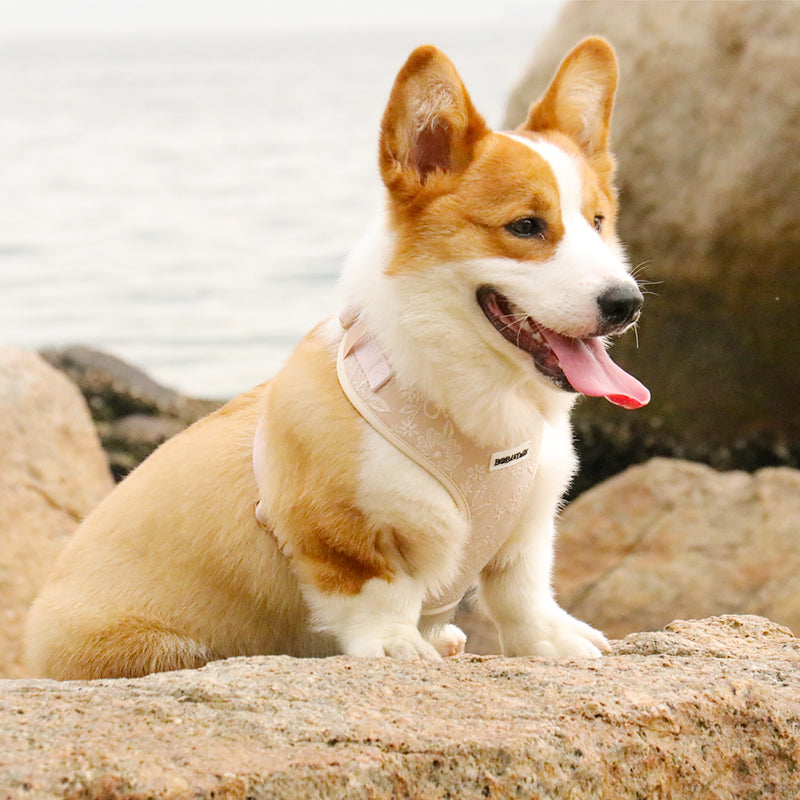 Morning Glory biscuit dog vests and harnesses designed as part of a matching dog and owner accessory system for everyday walks