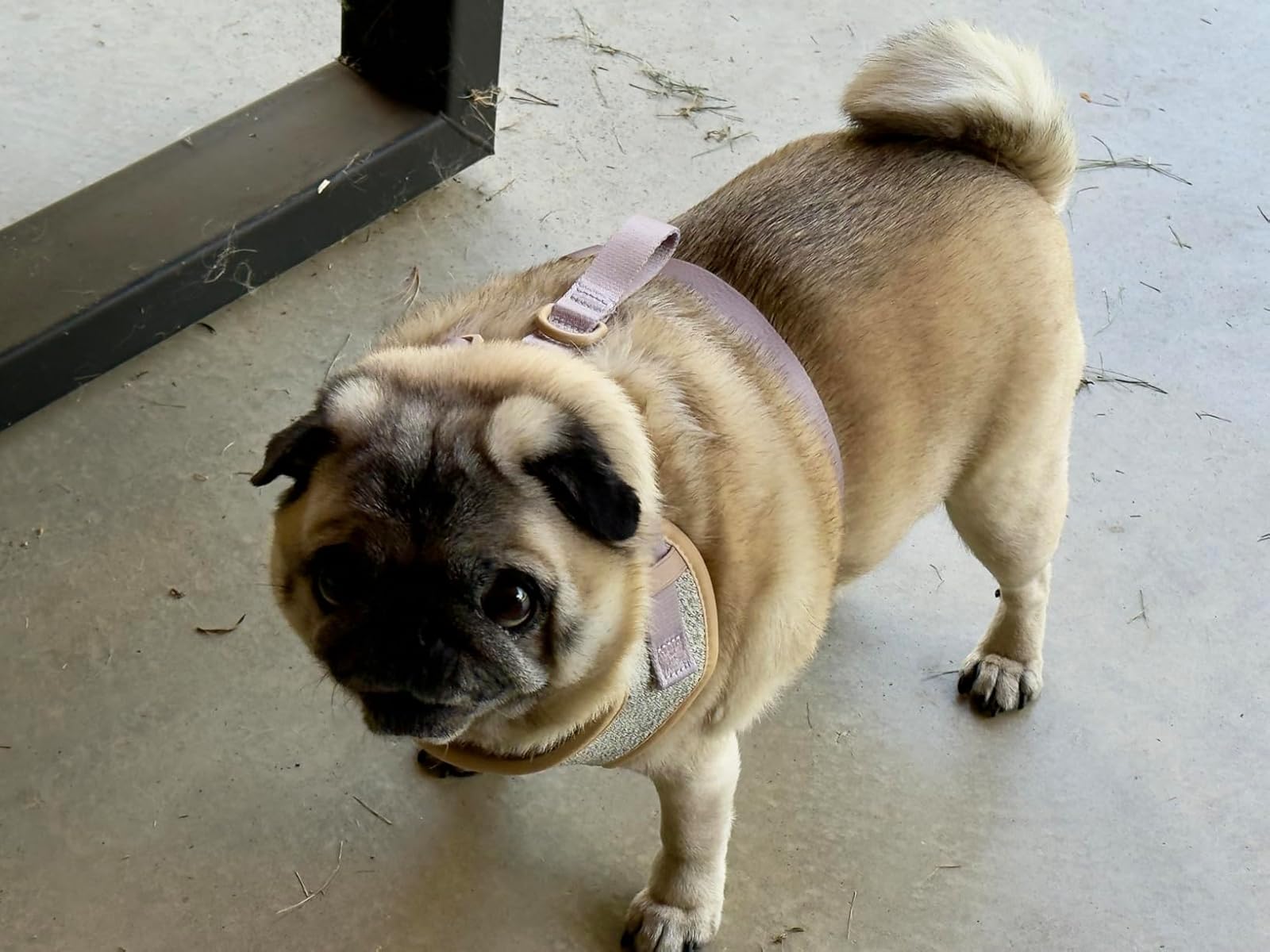 Bobotails No Pull Dog Harness for frenchie dogs