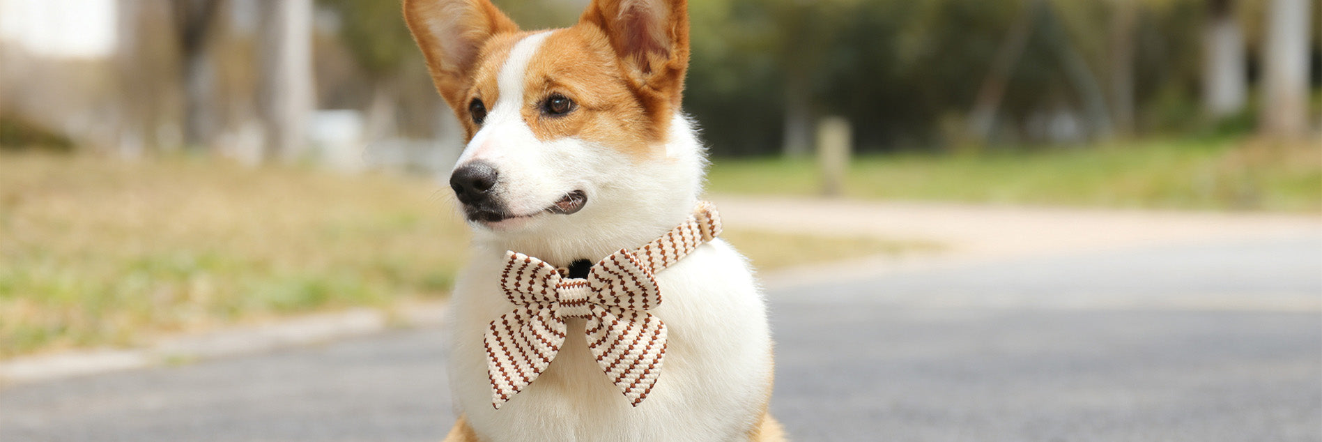 Dog wearing a small grain bow tie standing on a road with a blurred background