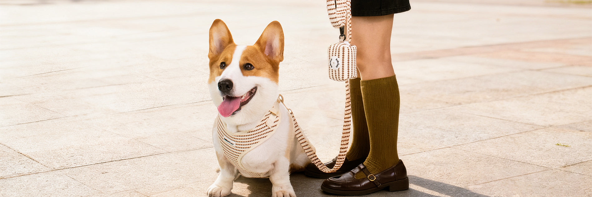 A medium dog corgi wear on Bobotails small grain dog harness leash and poop bag holder set