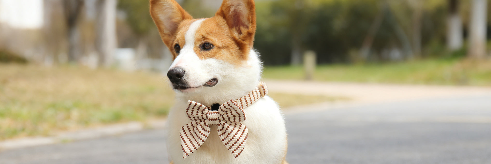 Small Grain dog bow tie and collar for small size dog