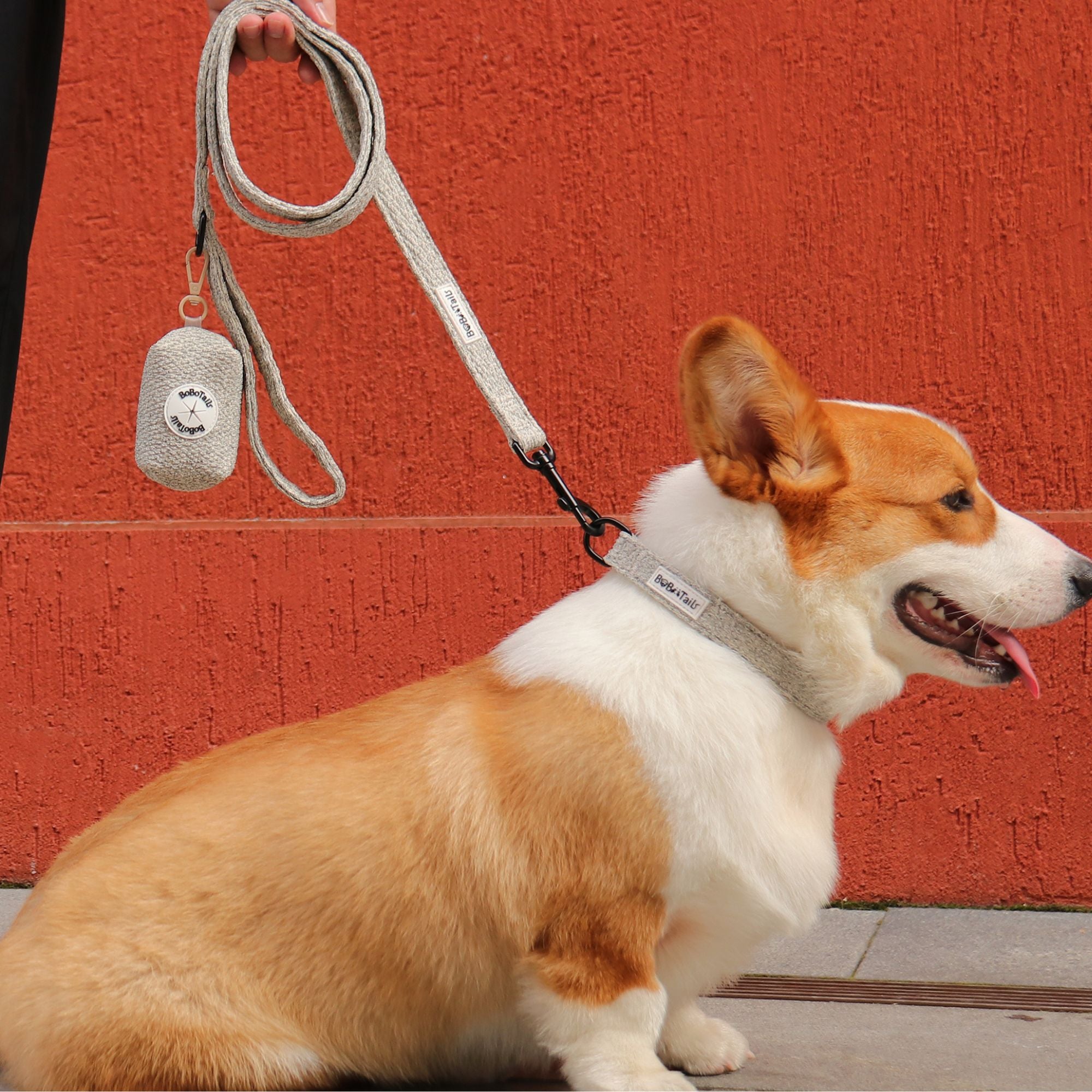 Dog wearing a chunky knitted collar and leash with poop bag holder
