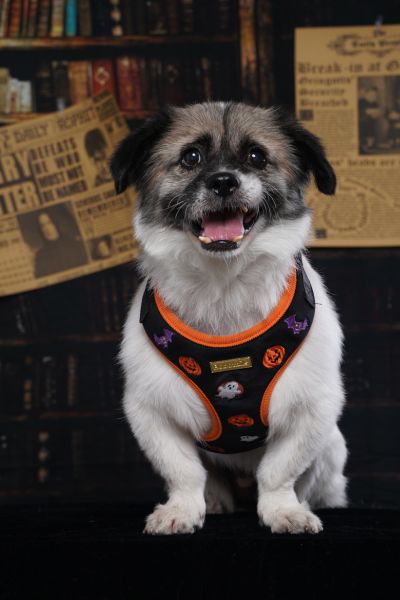 halloween cute dog harness for all breeds dogs -bobotails