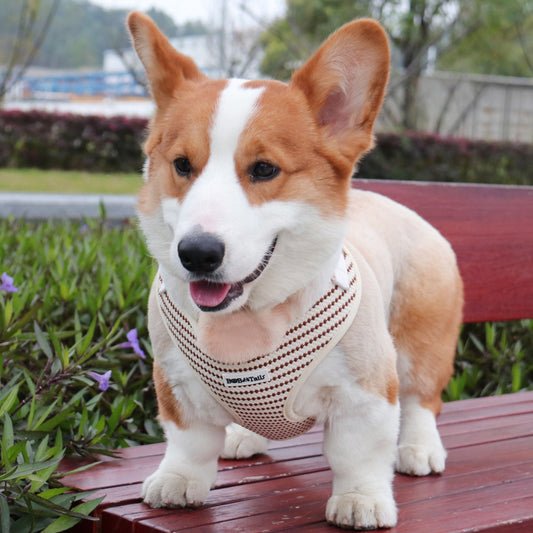 Medium size dog Corgi wearing a Bobotails small grain harness on a wooden bench outdoors