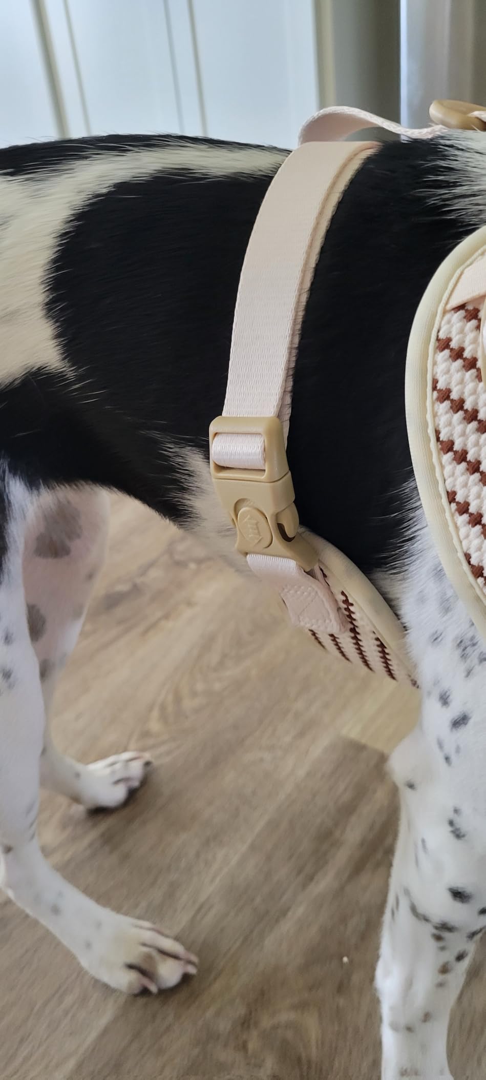 dog harness for small dogs designed to coordinate with dog harness and accessories as part of a matching system