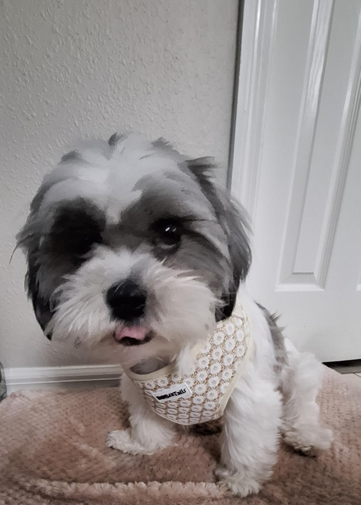 floral briliance small dog harnesse as part of a complete dog and owner matching accessory set