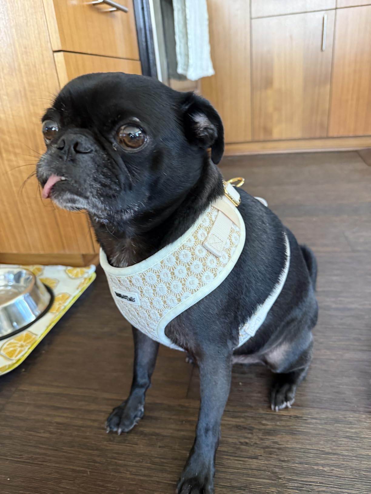 floral brilliance cute dog harness designed as part of a matching dog and owner accessory system for everyday walks