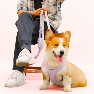 Bobotails Lavender lace dog harness and leash set for small and medium dog