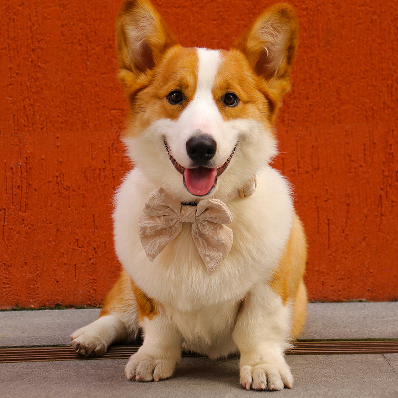 morning glory biscuit bow tie dog collars designed to match the harness and owner accessories in a coordinated system