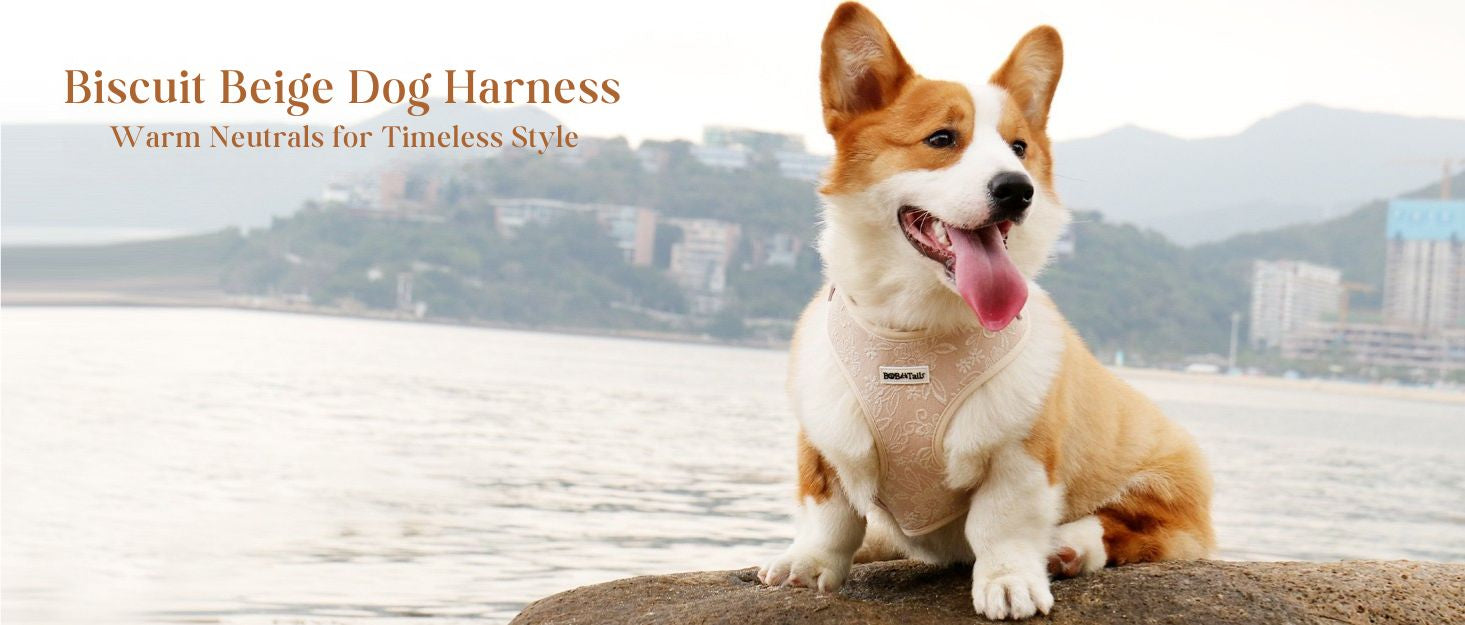 morning glory biscuit dog harness collar and leash set as part of a complete dog and owner matching accessory set