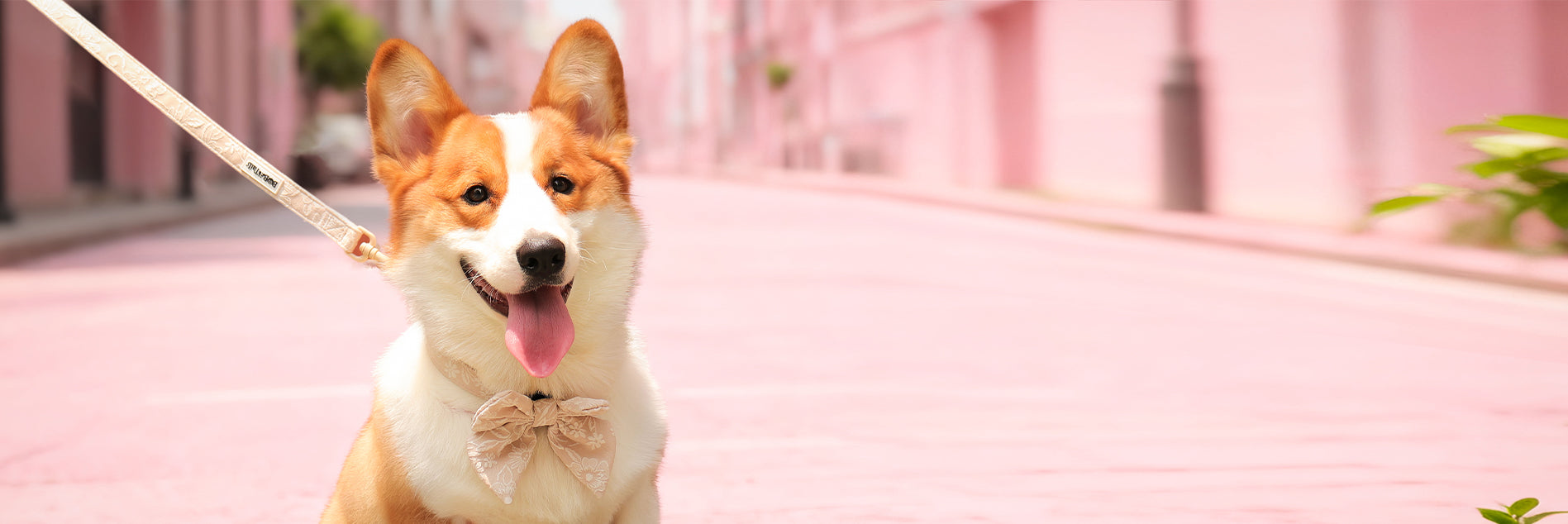 morning glory biscuit running dog leash as part of a complete dog and owner matching accessory set