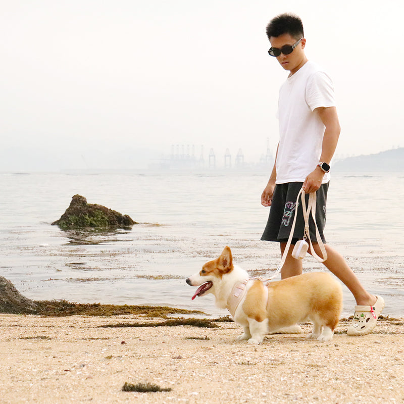 morning glory biscuit small dog leashes designed to match the harness and owner accessories in a coordinated system