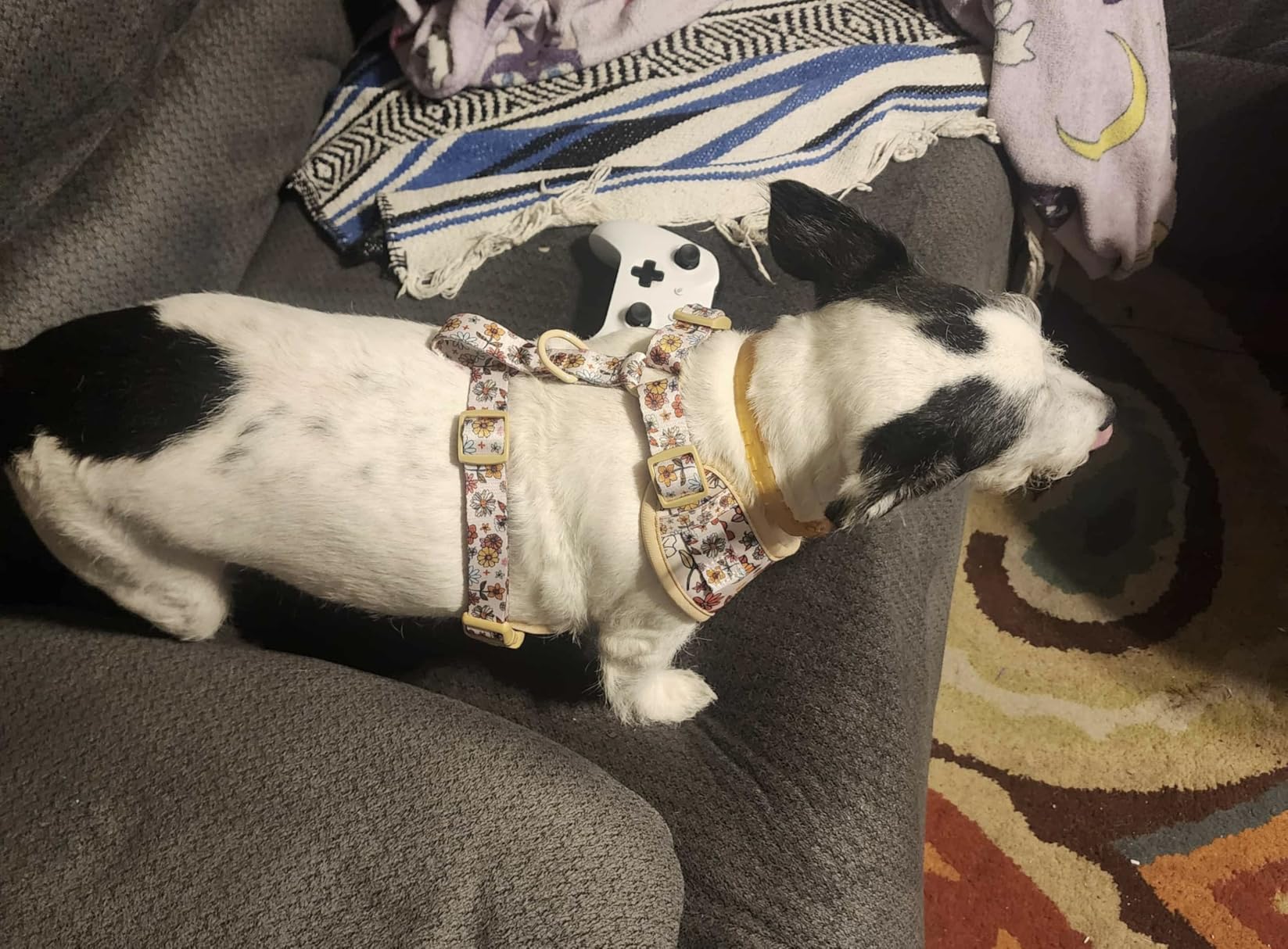 small grain best dog harness designed to match the harness and owner accessories for modern pet parents