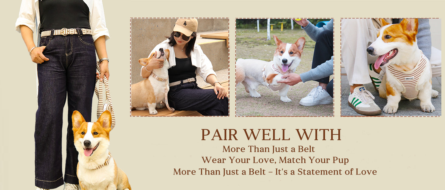 A Woman wear small grain women's belt walking her dog wearing dog collar and leash set as part of a complete dog and owner matching accessory set