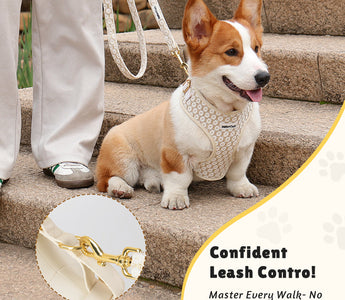 How to Train a Dog to Walk on a Leash: The Complete Guide for Pet Parents