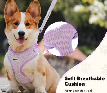 Dog Clothes: From Designer Styles to Big and Small Dog Clothing