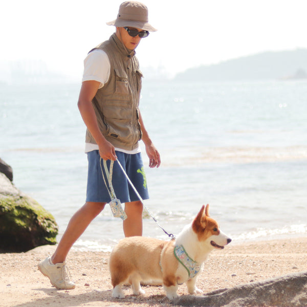 Dog on Leash