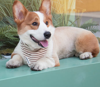 stunning pet photography for pet