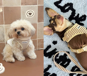 How to Choose the Right Dog Harness for Small & Medium Size Dog