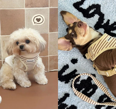 How to Choose the Right Dog Harness for Small & Medium Size Dog