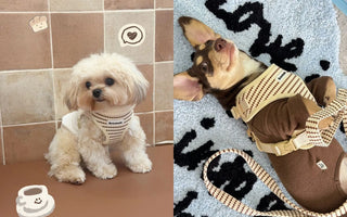 How to Choose the Right Dog Harness for Small & Medium Size Dog