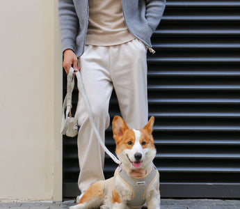 Matching with Your Dog: How to Coordinate Outfits Like a Pro