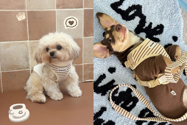 What Makes Bobotails Different: The Dog Harness for Small & Medium Breeds