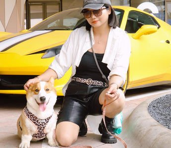 Matching dog and owner outfits — Bobotails designer dog harness and leopard accessories