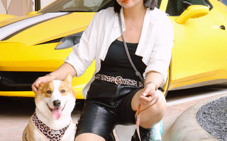 Designer dog harness