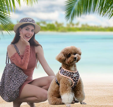 Poodle Beach Day Guide: Toy, Miniature & Standard Poodle Harness, Outfits & Tips
