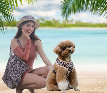 Poodle Beach Day Guide: Toy, Miniature & Standard Poodle Harness, Outfits & Tips