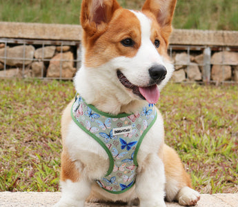 Dog Breeds | Types Of Dogs | And a Complete List of Dog Types