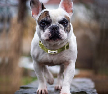 Different Types of Dog Collars: Style, Safety, and Functionality