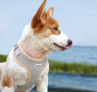 Guide to Finding the Perfect Dog Harness for Your Pup