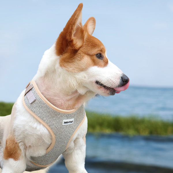 Guide to Finding the Perfect Dog Harness for Your Pup
