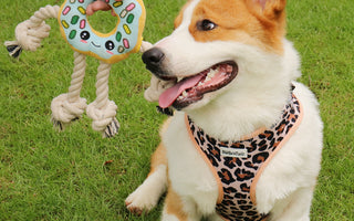Adjustable dog harness designed for safe and comfortable walking